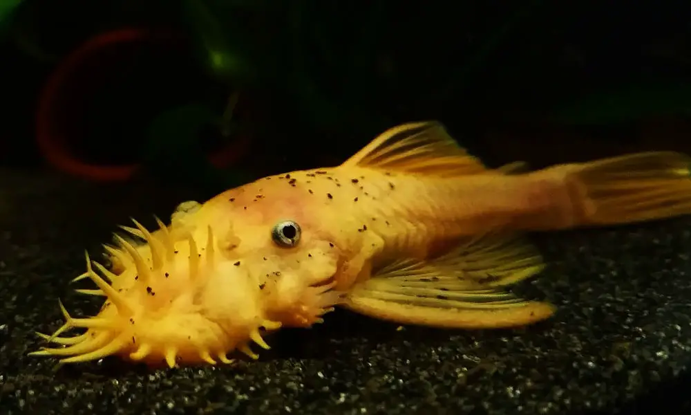 blue eyed lemon male bristlenose