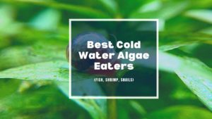 cold water algae eaters