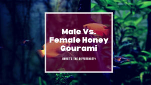 male vs female honey gourami