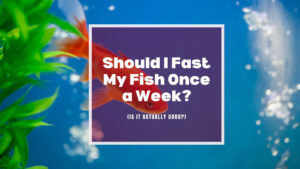 fish fasting