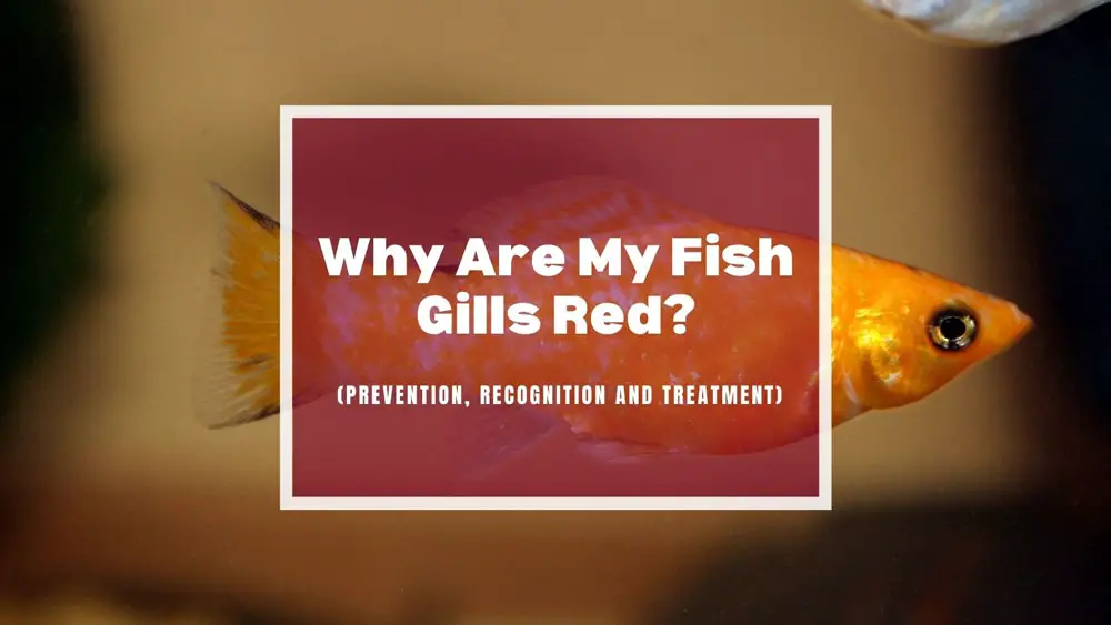 fish gills are red
