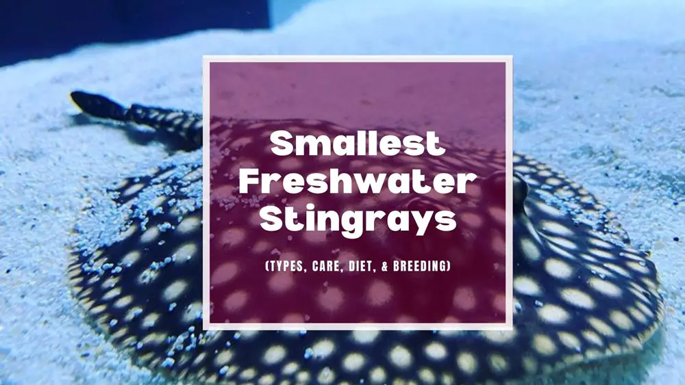 Most Popular Smallest Freshwater Stingrays