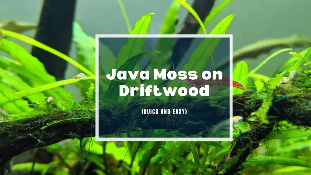 java moss on driftwood