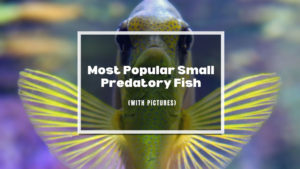 small Predatory Fish