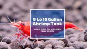 5 to 10 gallon shrimp tank