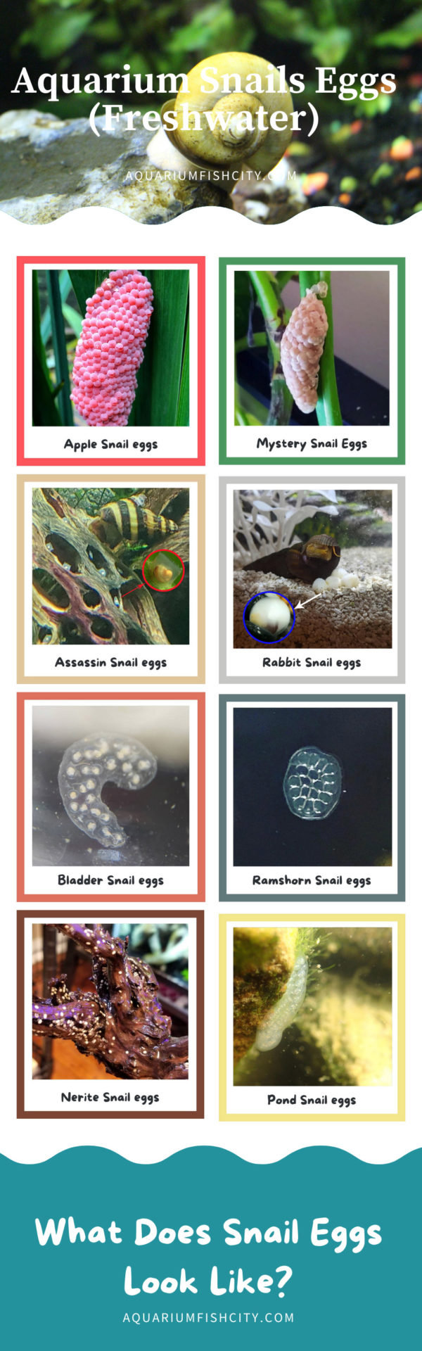 What Do Assassin Snail Eggs Look Like