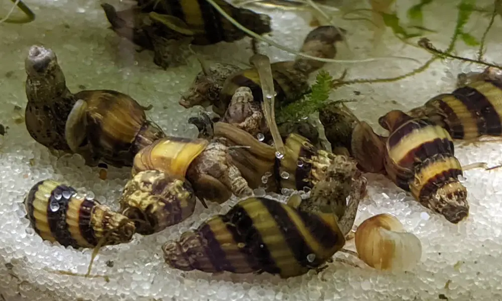 Assassin Snails Breeding