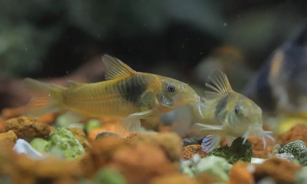 Corydoras sp. CW016