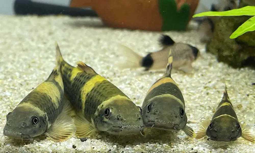 Small loaches