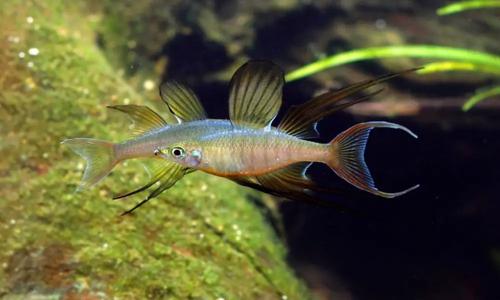 Threadfin Rainbowfish or Featherfin Rainbowfish