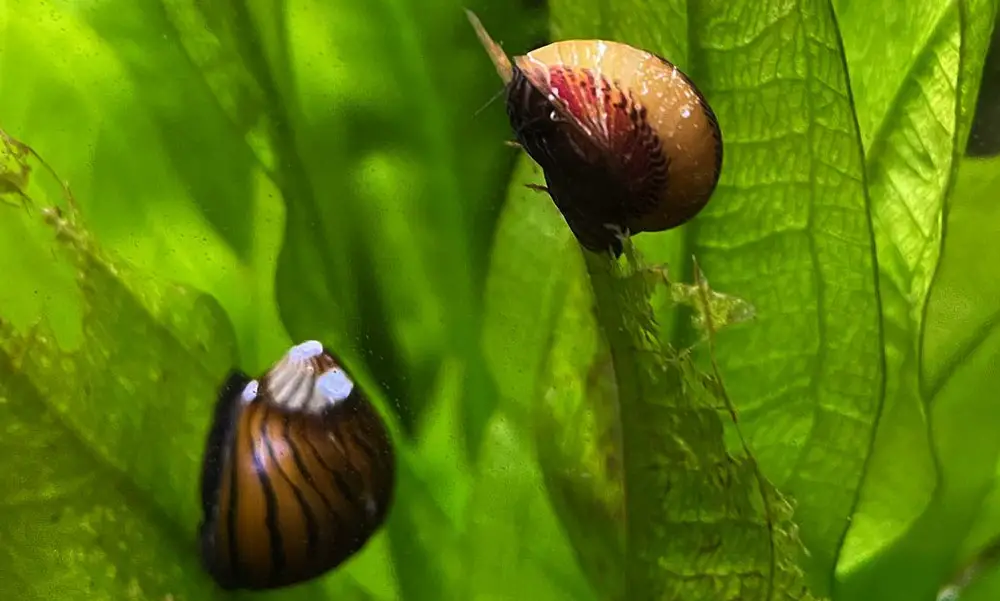 Nerite Snails (Neritina natalensis)