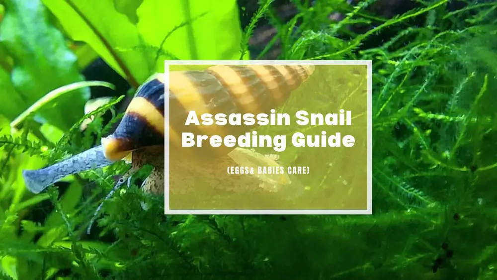 Assassin Snail Breeding (Eggs & Babies Care Guide)