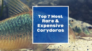 rare expensive corydoras
