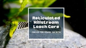 reticulated hillstream loach
