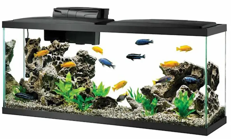 55 Gallon Fish Tank: Dimensions, Weight, Top Picks (Are They Worth It?)