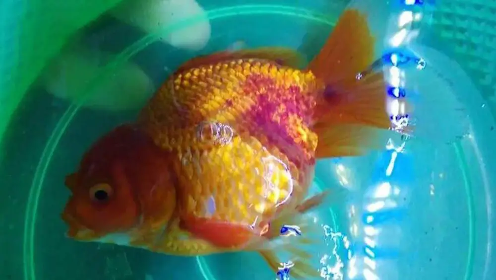 Red Spots On Goldfish Caused by Goldfish Red Pest Disease