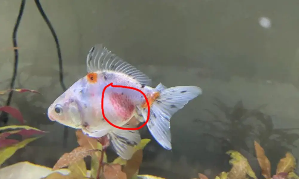 Hemorrhagic Septicemia in goldfish