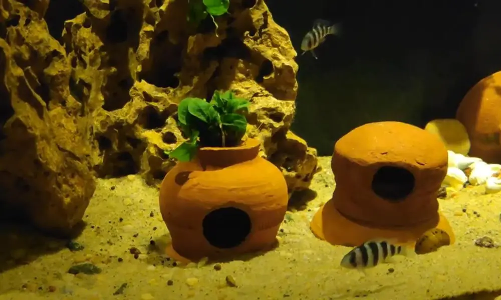 Is Clay Safe for Aquariums