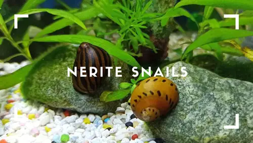 Nerite snails