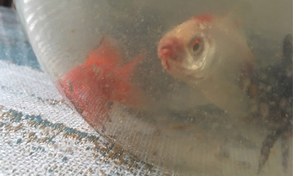 Signs of Redmouth Disease In Goldfish