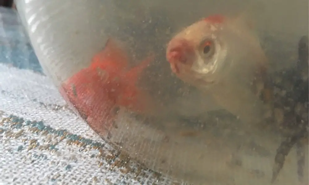 Signs of Redmouth Disease In Goldfish