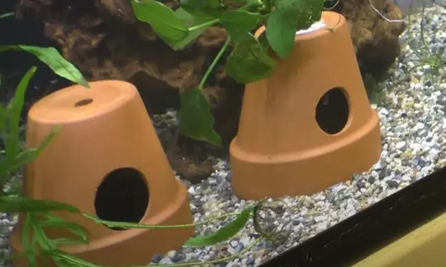 Clay Pots in Aquarium