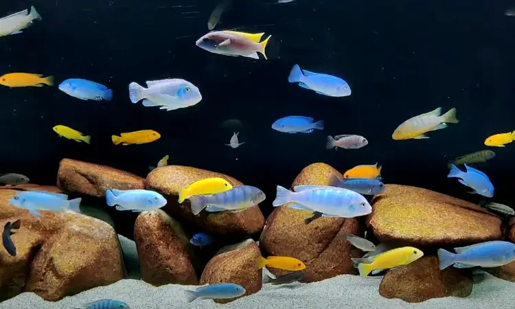 55 gallon Malawi Lake Fish Aquarium