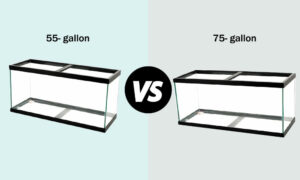 55 gallon vs 75 gallon
