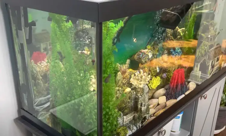 75 gallon vs 55 gallon fish tank: easy to decor
