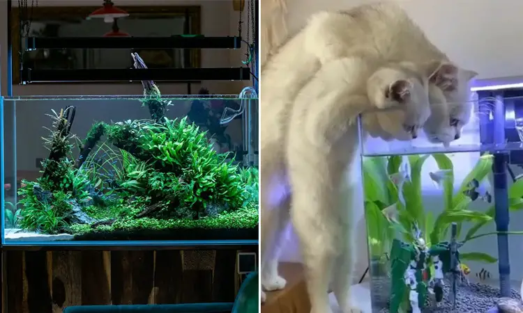 fish tank Topless Vs with Cover