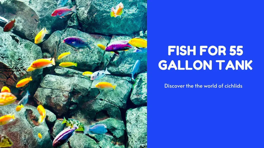 fish for 55 gallon tank