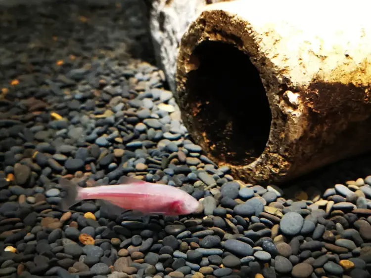 Blind Cave Fish tank decor