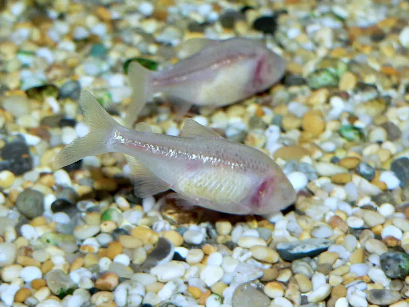 blind cave fish (Astyanax jordani)