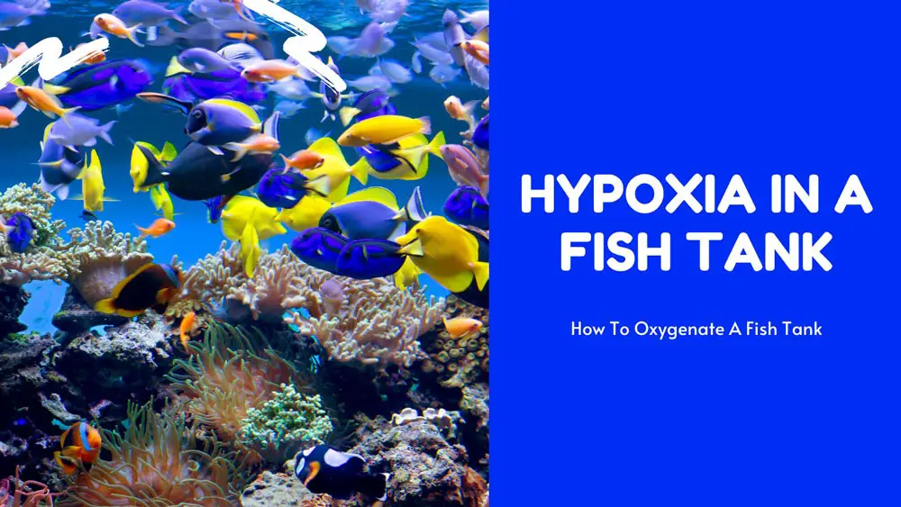 Hypoxia in a Fish Tank
