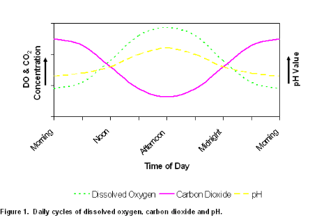 DO is highest in the late afternoon after a full day of oxygen-producing photosynthesis. 