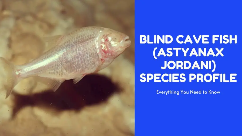 blind cave fish species profile