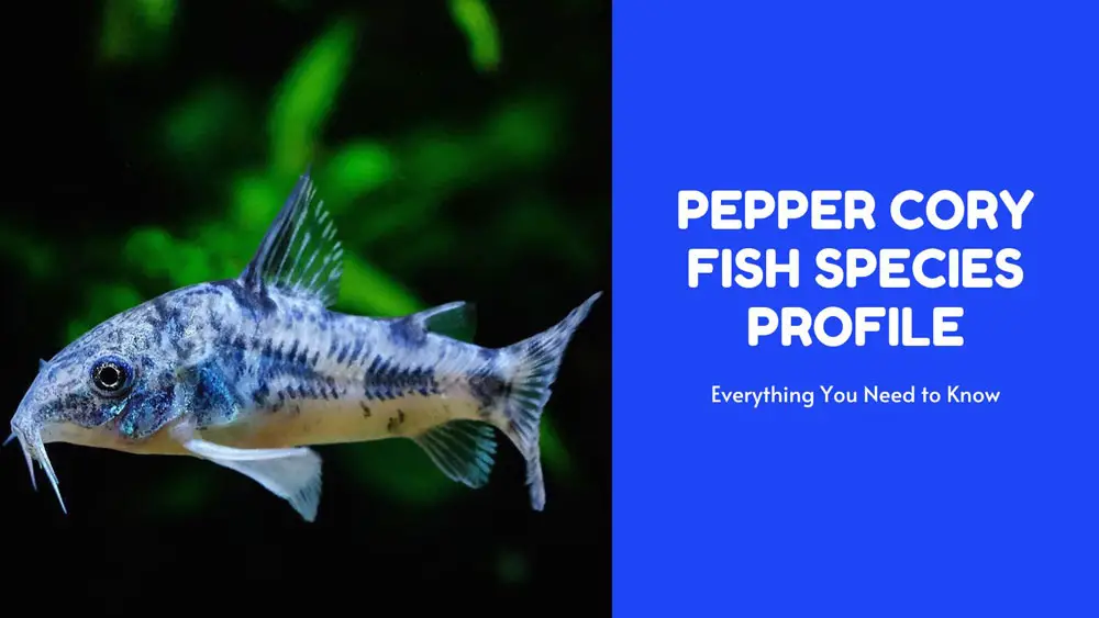 Pepper Cory Fish Species Profile