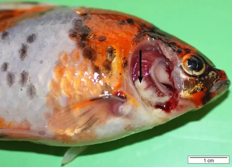 Gilllesions in a shubunkin (Carassius auratus) (operculum removed) caused by F. columnare