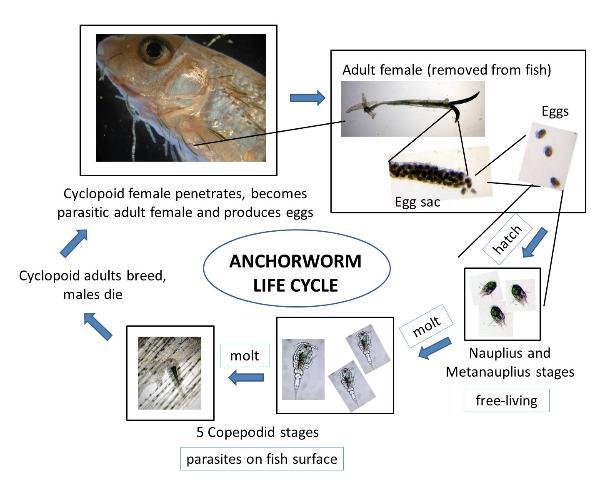 anchorworm life cycle