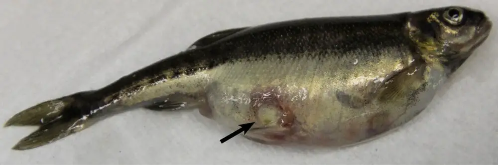 Skin ulcerationin a minnow (Phoxinus phoxinus) caused by F. columnare