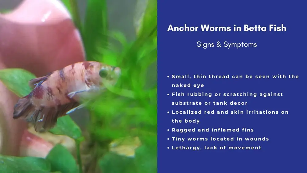 symptoms of anchor worms in betta fish