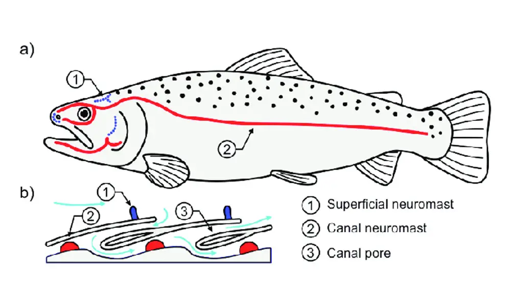 Canal Neuromast in fish