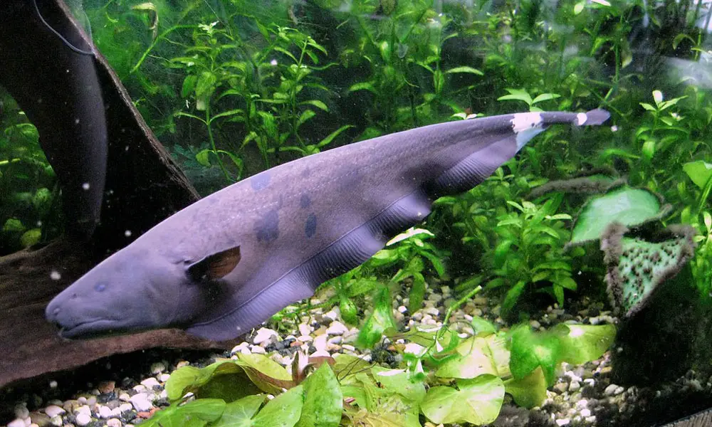 Black Ghost Knife Fish (Apteronotus Albifrons)