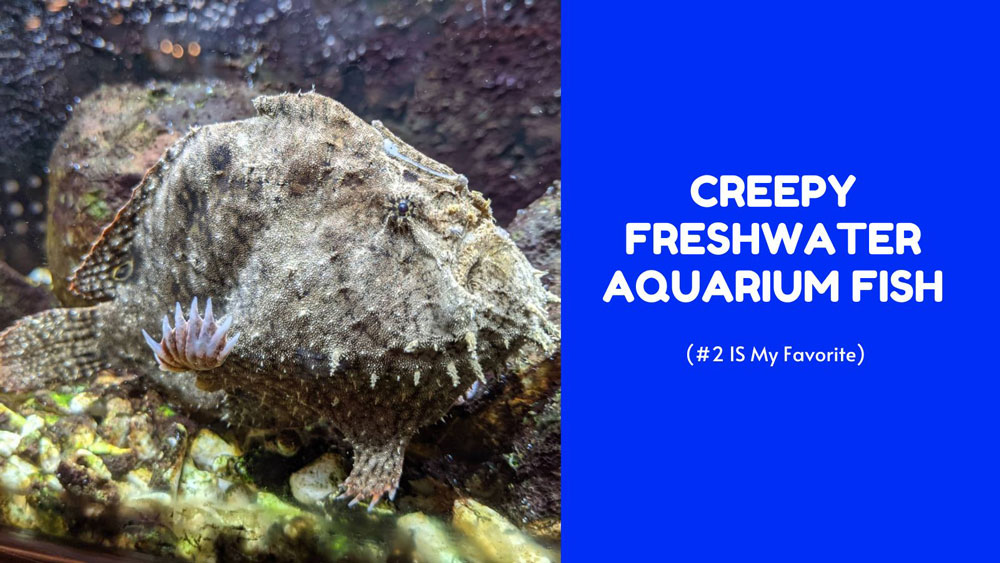 creepy freshwater aquarium fish