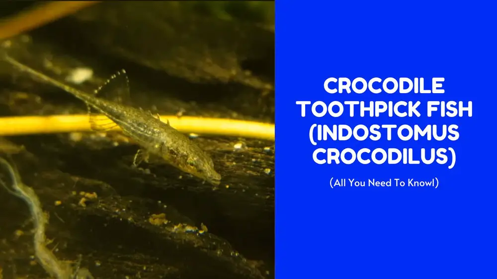 Crocodile Toothpick Fish (Indostomus crocodilus)