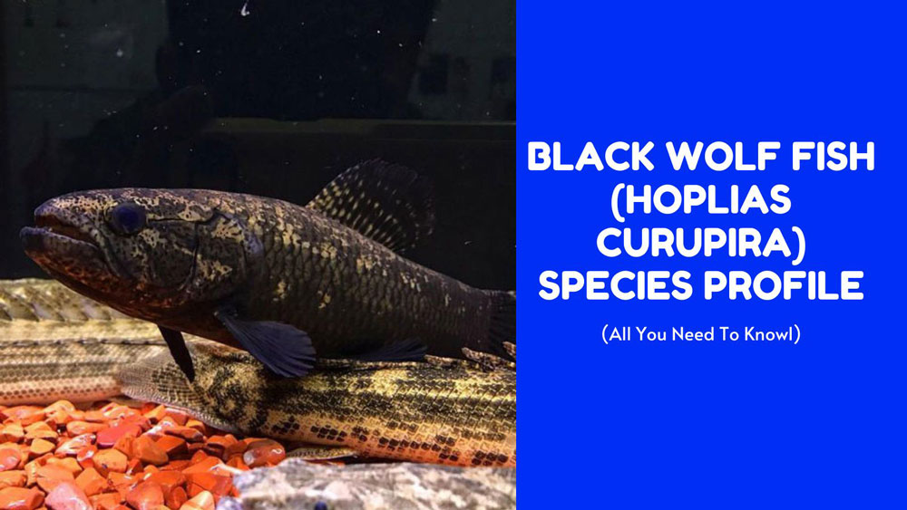 Black wolf fish(Hoplias curupira)