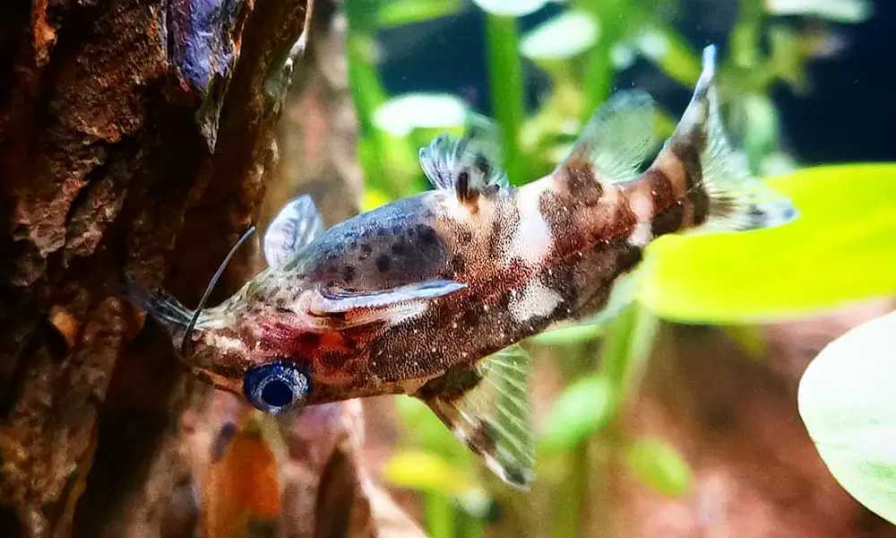Upside Down Catfish (Synodontis nigriventris)