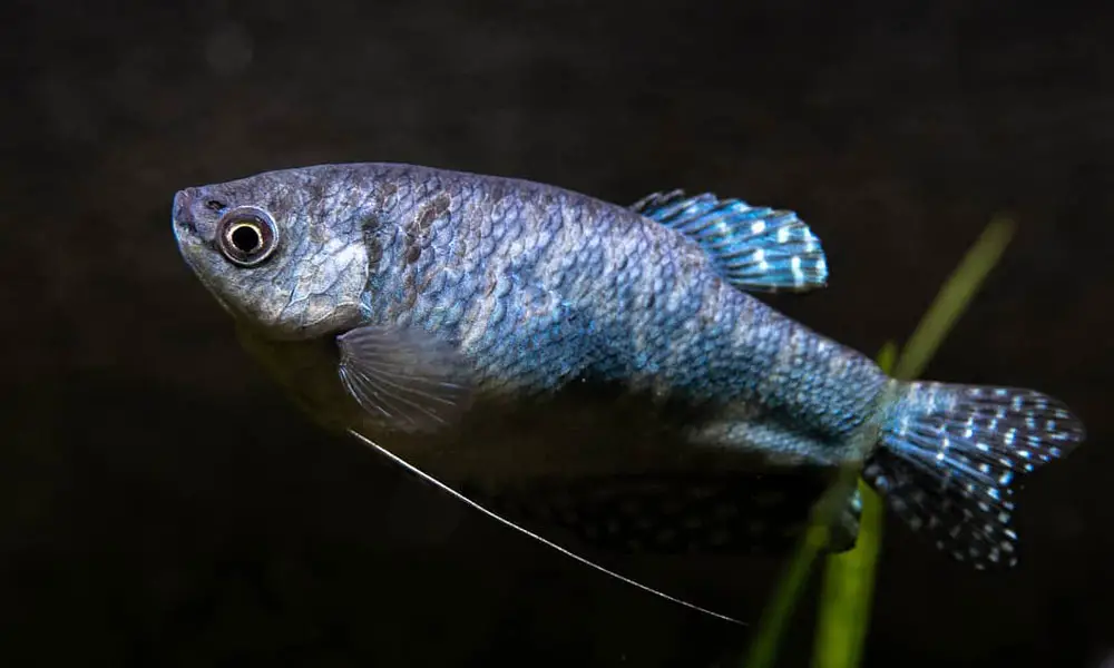 Blue Gourami (Trichogaster trichopterus)