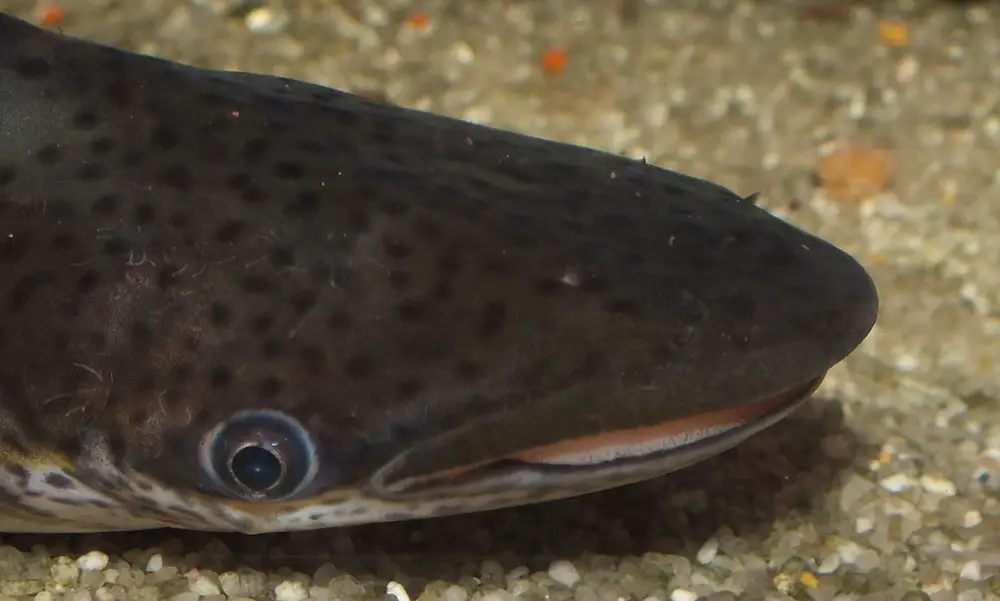 Bottlenose catfish (Ageneiosus marmoratus)