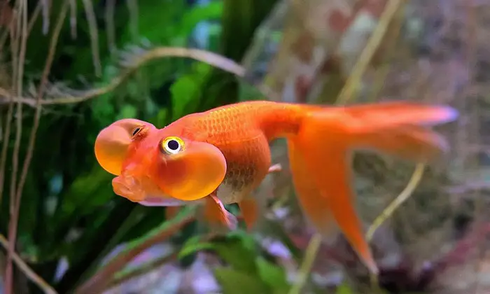 Bubble Eye Goldfish has protruding eyes